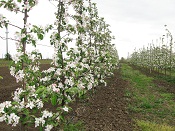 Livada în floare, primăvara, cu rândurile pierzându-se în depărtare