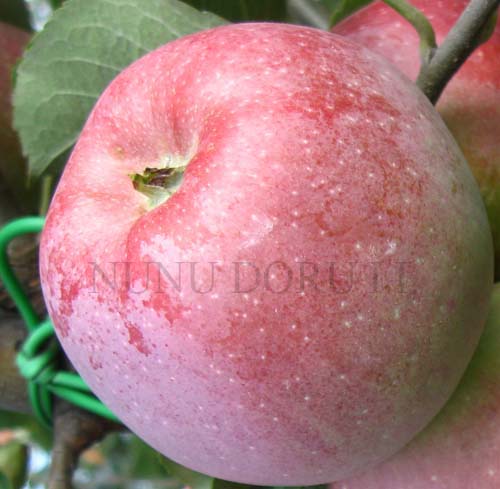 Măr Florina
