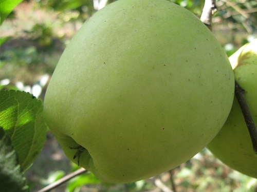 Măr Golden Delicious