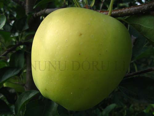 Măr Goldspur