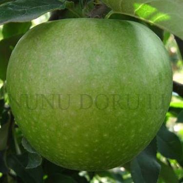 Măr Granny Smith