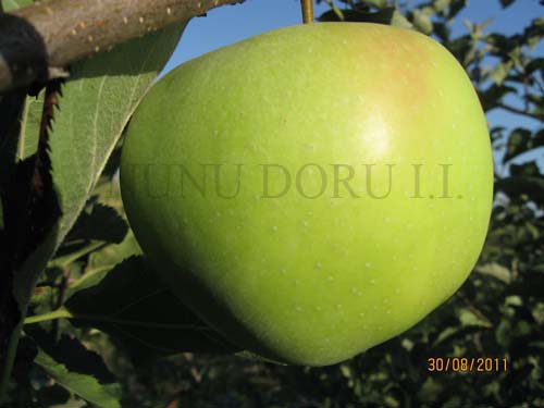 Măr Mutsu