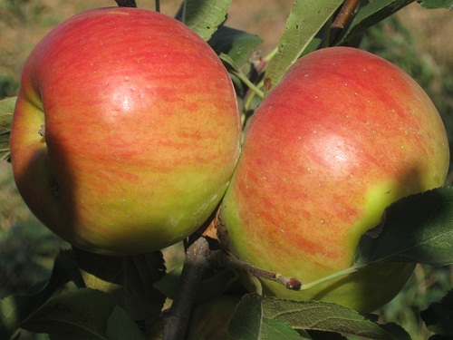 Măr Topaz