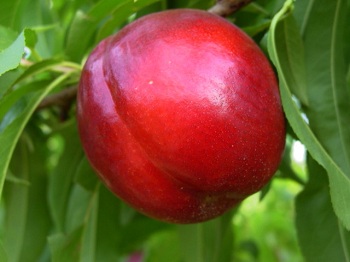 Nectarină Cora