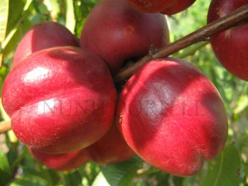 Nectarine Flavortop