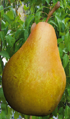 Pară Abate Fetel