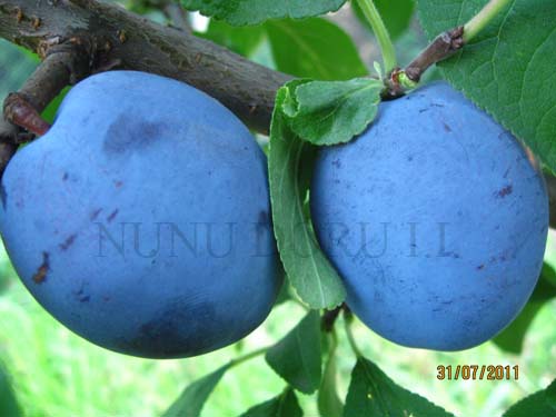 Prună Stanley